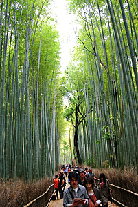 bambusové lesy, Sagano zasa, Forest, Kyoto, Arashiyama, bambus, Grove