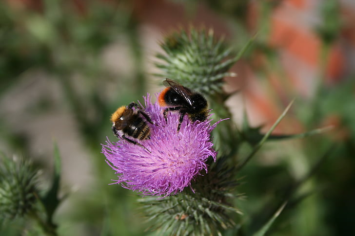 bumblebees, thistle, spur, flower, beautiful, wild, purple