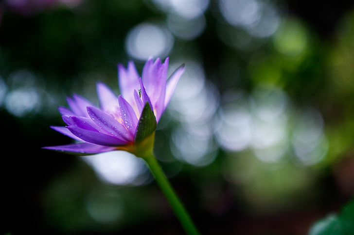 květ, fialová, Closeup