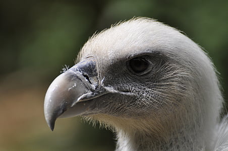 vulture, griffon vulture, raptor, bird, animal, wildlife, beak
