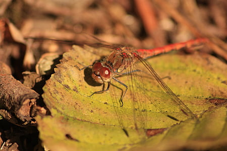 dragonfly, insect, nature, red dragonfly, close, macro