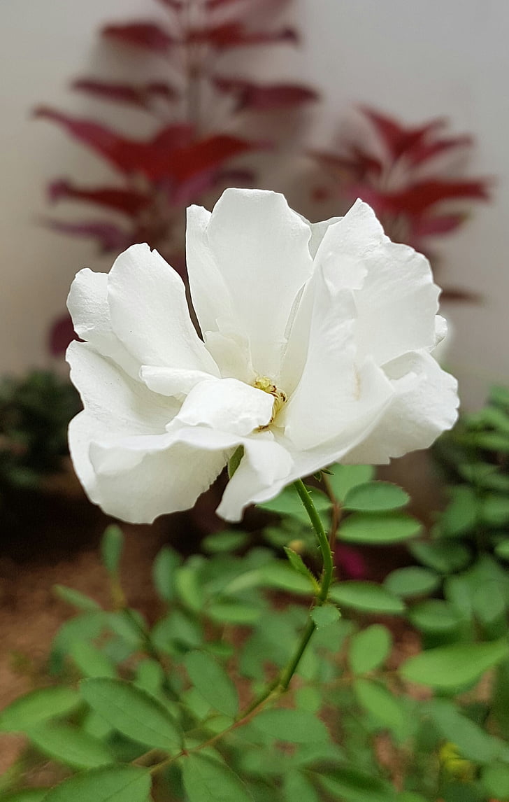 white rose, flower, white, nature, plant, blossom, petal