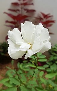 Bijela ruža, cvijet, bijeli, priroda, biljka, cvijet, latica