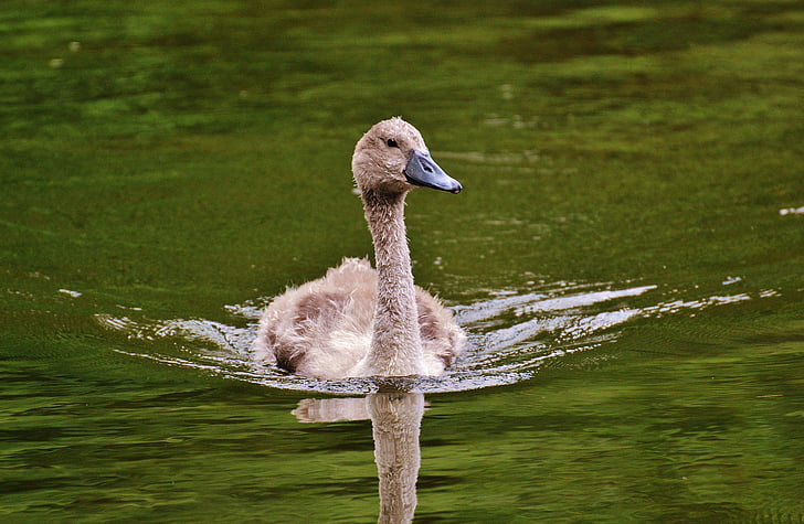 Swan, mladé zviera, vták, vôd, vody, Vodné vták, pierko