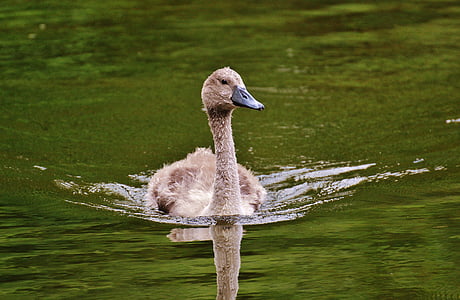 swan, young animal, bird, waters, water, water bird, feather