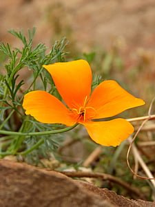 california poppy, flower, yellow
