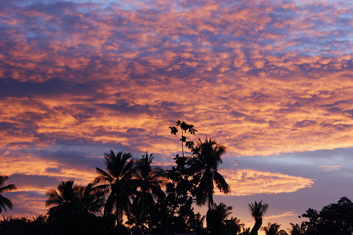 palme, silhouettes, natura, tramonto, cielo, all'aperto, paesaggio