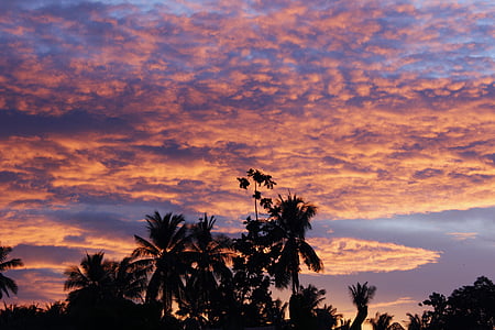 palmiye ağaçları, siluetleri, doğa, günbatımı, gökyüzü, Açık, manzara