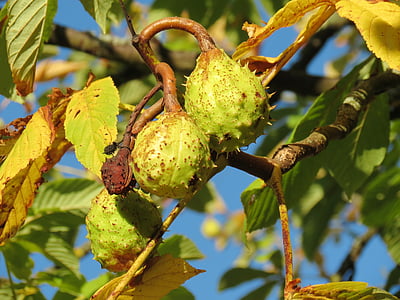 chestnut, prickly, immature, tree, fruit, nature, fruits
