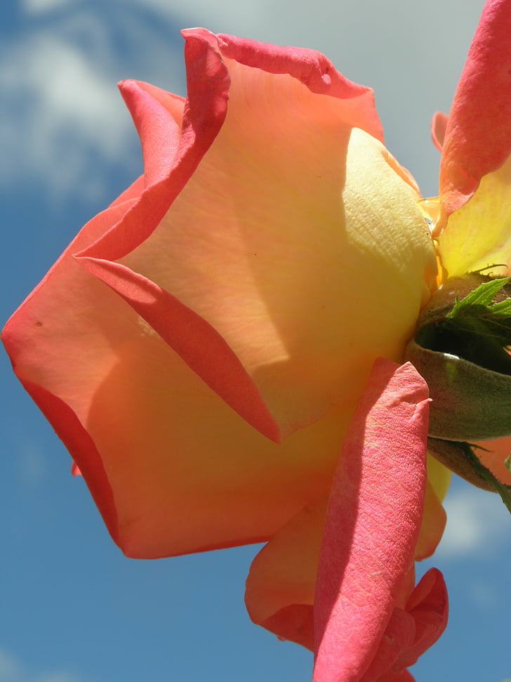 Rosa, niebo, płatki, kolor kwiatów natura