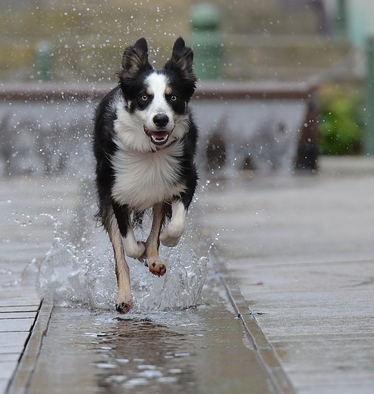 ขอบ collie, เมืองน้ำพุ, สุนัขทำงาน, เมืองเก่า, น้ำ, น้ำพุ, สุนัข