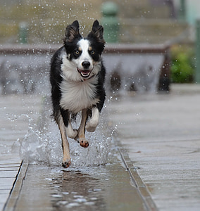 Bordercollie, Fountain city, Running dog, oude stad, water, fontein, hond