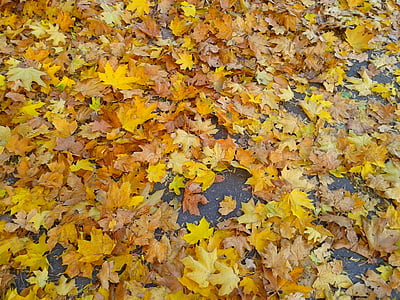 Laub, Herbst, Herbst gold, gelbe Blätter, Gold