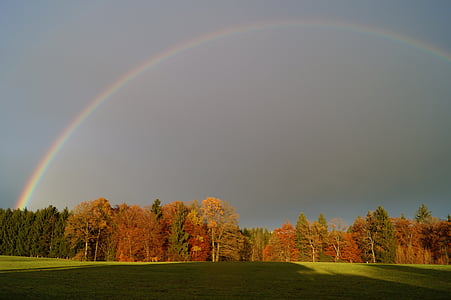 rainbow, rainbow colors, forest, landscape, rain