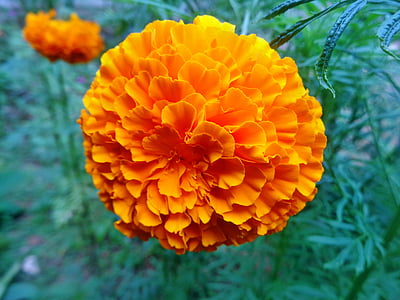 Marigold, oransje, blomst, anlegget, gul, natur, vakker