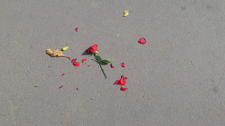 rose, flower, broken, broken heart, spreaded petals, rose petals