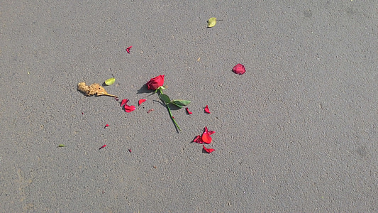 Rózsa, virág, törött, megtört szív, tovább szirmok, rózsaszirom
