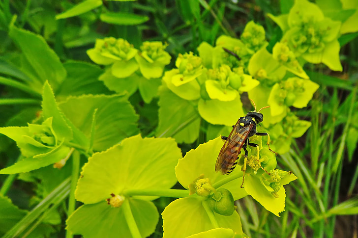 paper wasp, wasp, insect, flower, spring, animal, macro