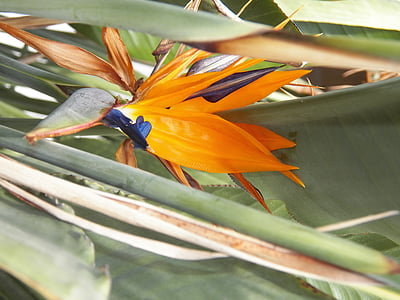flowers, bird of paradise, tropical, garden, plant, bloom, exotic