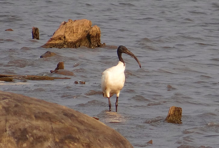Aasian valkoinen ibis, Ibis, whie ibis, Naurulokki ibis, threskiornis melanocephala, lintu, kahlaaja
