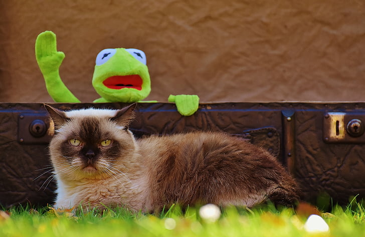 Kermit, mačka, Britská mačka, Rozlúčka, milý, deti, smiešny