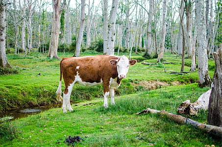 brown, white, cow, animal, green, grass, forest