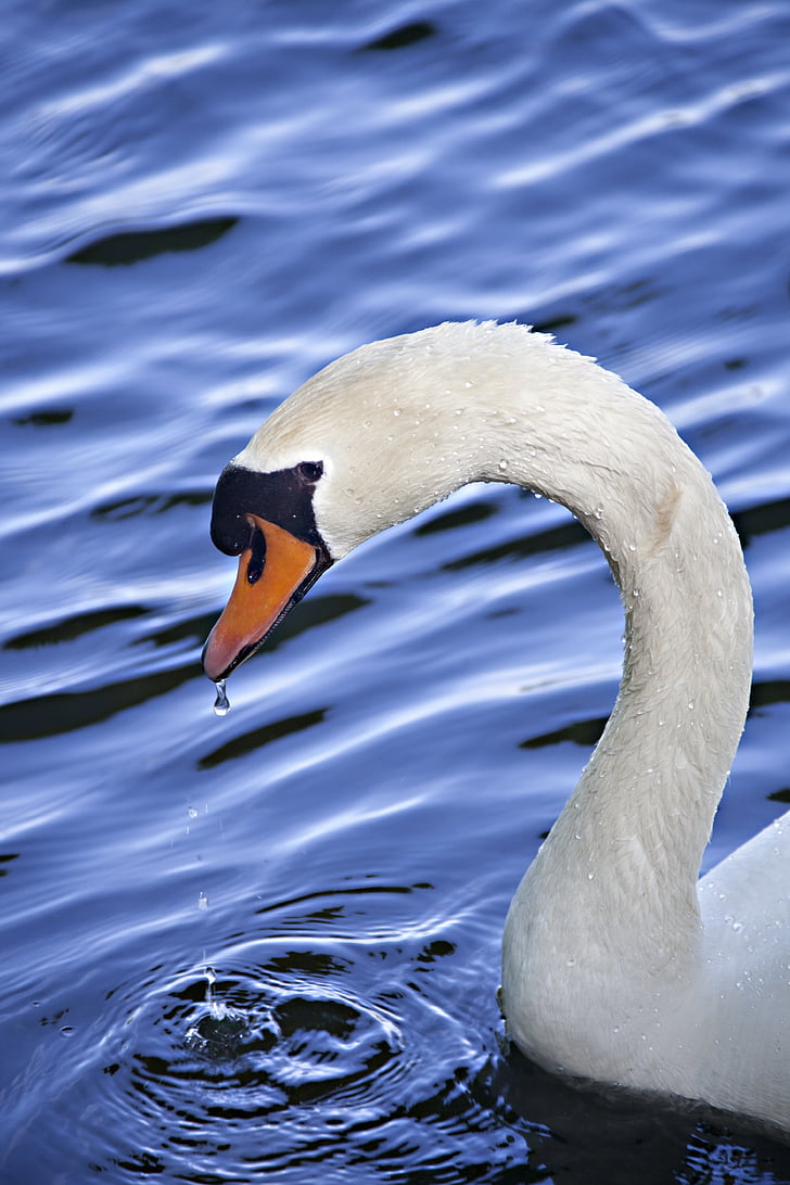 swan, water, animal, blue, animal portrait, white, bird