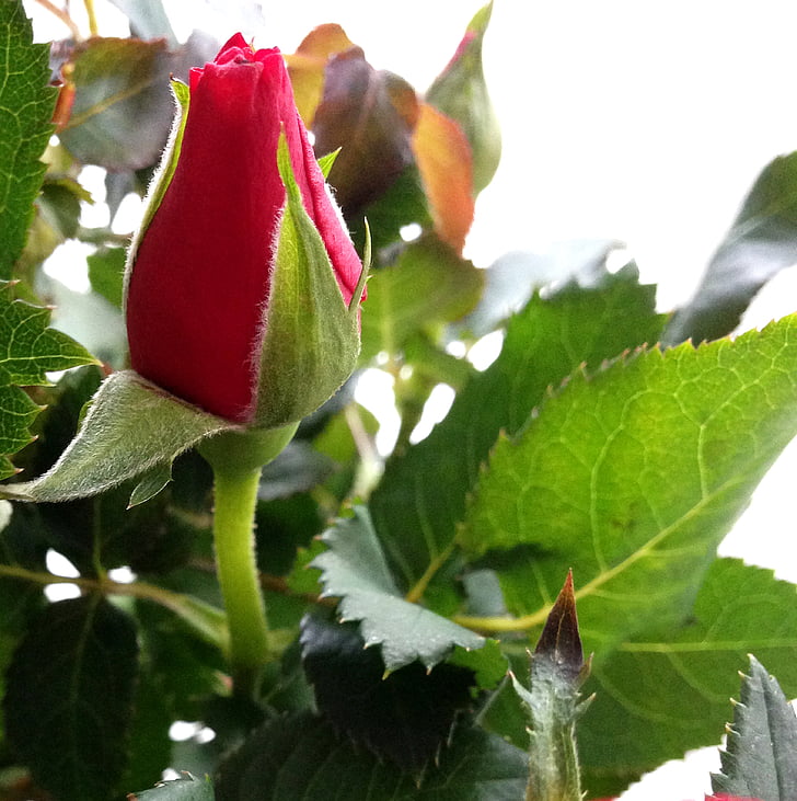 rosenknup, levantou-se, vermelho, flor, plano de fundo, rosas, Valentin