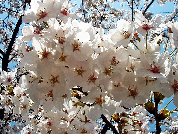 Sakura, kwiaty, wiśnia, Japonia, Angelica, drzewo, Natura