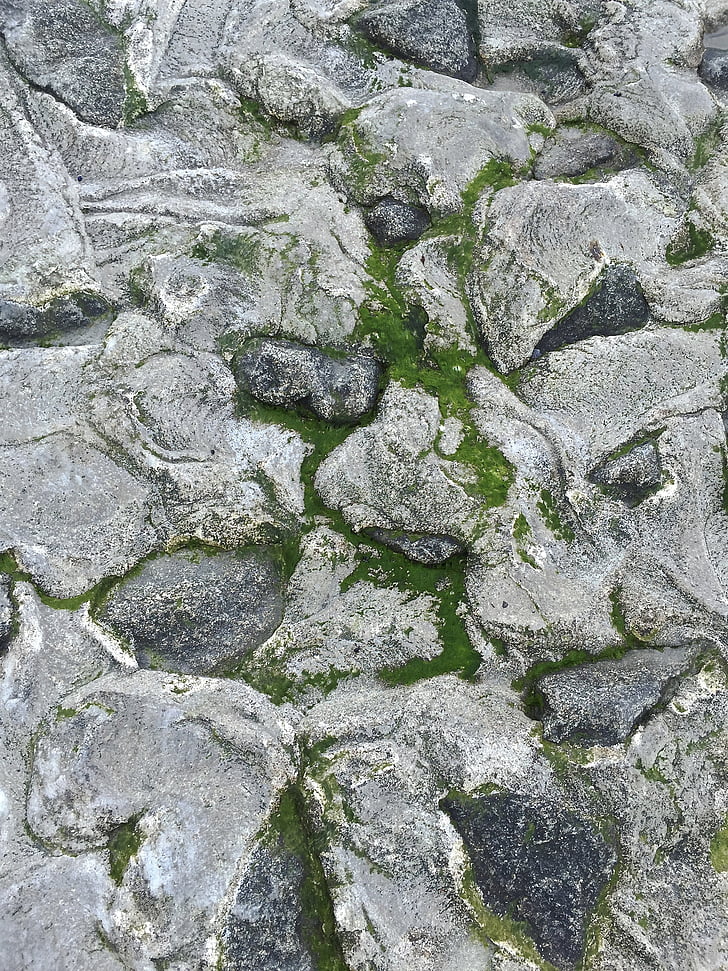 stones, shore protection, north sea, seaweed, sea, coast, overgrown