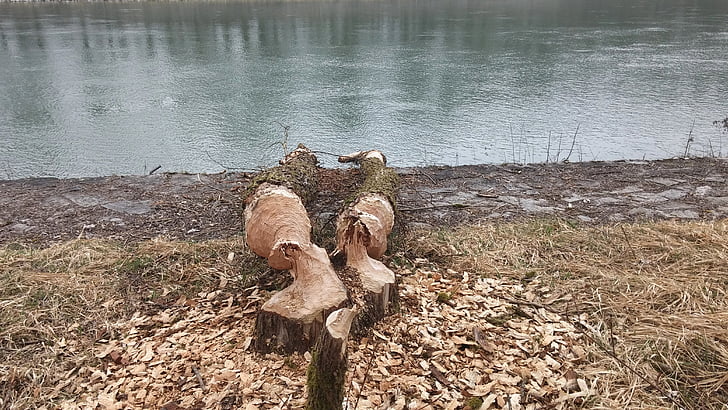 Castor, dommages de castor, les castors rongent à l’auberge, Neuötting, rivière, printemps, arbres