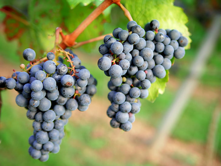 raisins, vin rouge, vignoble, viticulture, rouge, fruits, Stengel