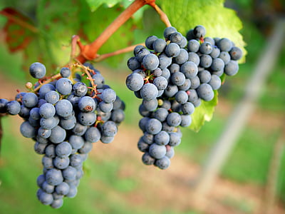 raïm, vi negre, vinya, viticultura, vermell, fruita, Stengel