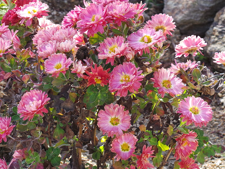 floare, flori, flori mov, culoare, colorat, toamna de aur, natura