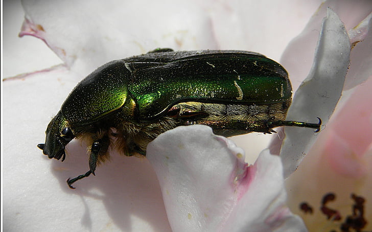 rose beetle, green, iridescent, macro, insect, worm, beetle
