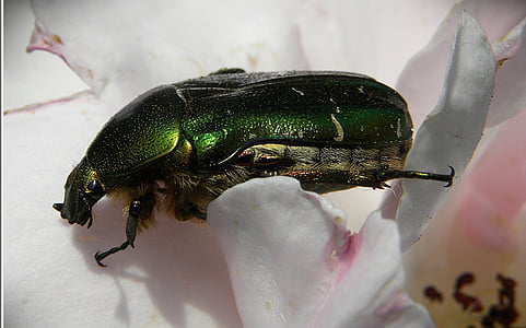Rose-Käfer, Grün, irisierende, Makro, Insekt, Wurm, Käfer