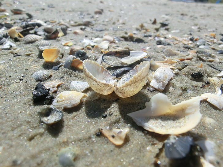 escudo, mar, praia, conchas, Praia de areia, Verão, dia de sol