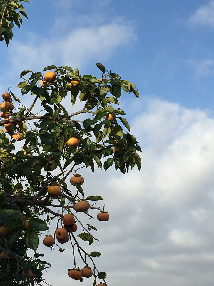 persimmon, blå himmel, efterår, haven, Orchard, frugt, træ