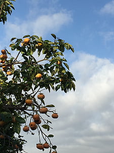 persimmon, blue sky, autumn, garden, orchard, fruit, wood
