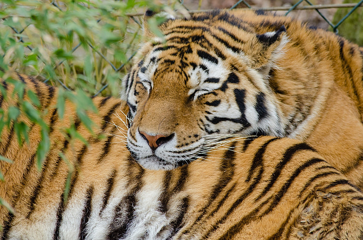 Tigres, a dormir, grandes felinos, felinos, vida selvagem, natureza, jardim zoológico