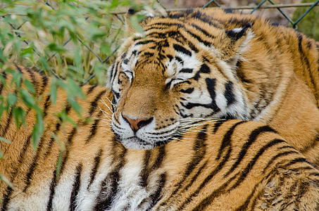 Тигры, Спящая, Большие кошки, кошек, Дикая природа, Природа, Зоопарк