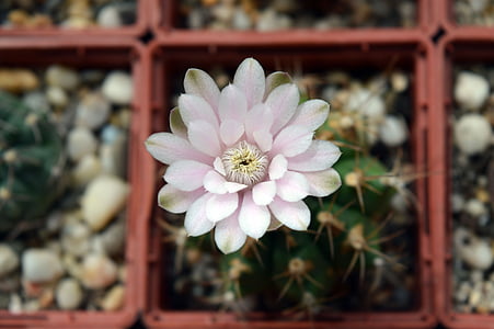 GYMNOCALYCIUM anisitsii, kvet kaktusu, šťavnaté, rastliny v kvetináčoch, kaktus kolekcia, kvety na parapete, GYMNOCALYCIUM