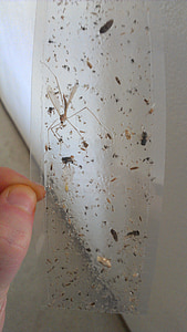 carta moschicida, bug, lordo, brutto, morti, insetti, mano umana