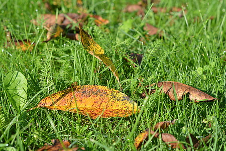 Herbst, Gold, Laub, gelbe Blätter, Herbst gold, fallende Blätter, Rasen