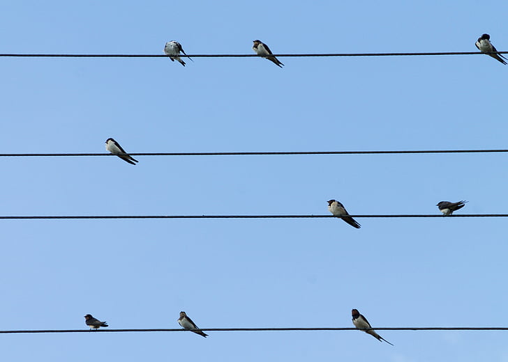 uccelli, Rondini, linee, sedersi, swallow di granaio, natura, piuma