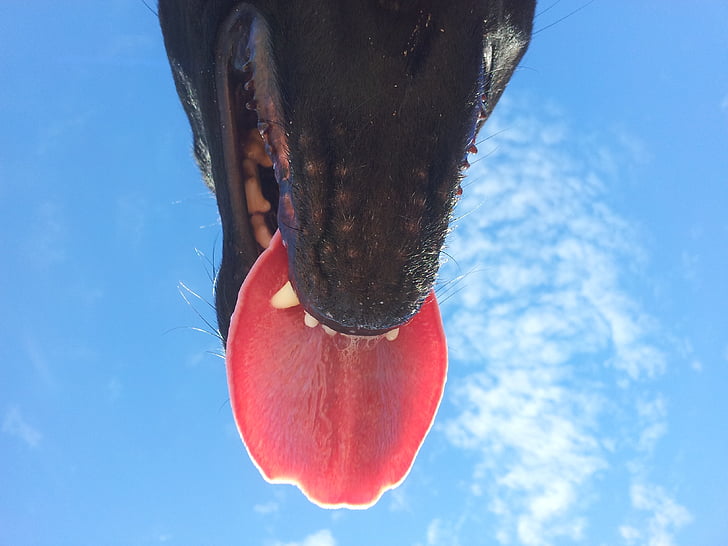 tongue, dog, snout, blue, dog snout, close, animal