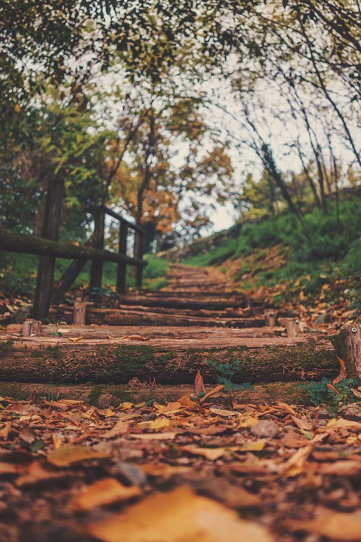 hnedá, drevené, schodisko, Leaf, jeseň, schody, Highland