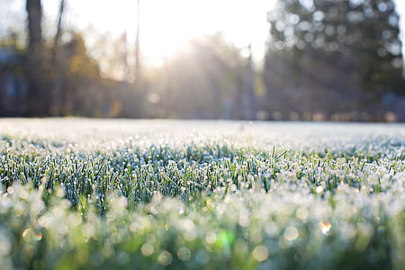 frost on grass, early morning, frost, morning, bokeh in grass, grass, nature