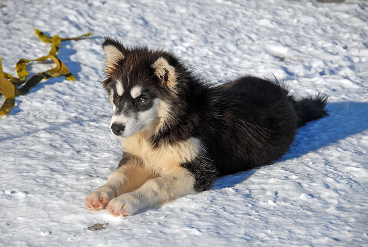 Grenlandija, Grenlandijos šuo, šuo, sniego, vienas gyvūnas, temperat ūros, žiemą