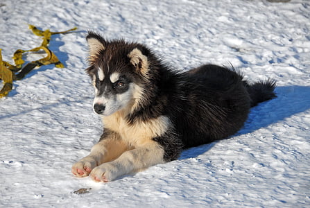 Groenland, Groenlandhond, hond, sneeuw, één dier, koude temperatuur, winter